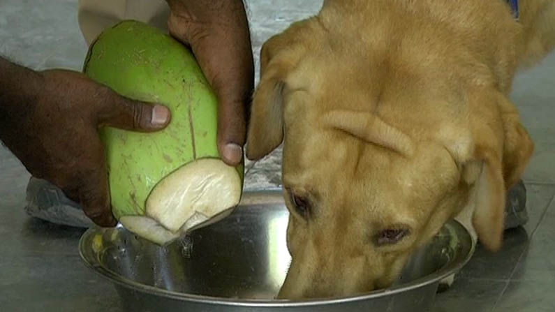 police dog cooler 