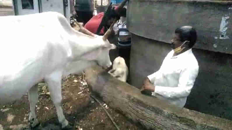 ಆಯ ತಪ್ಪಿ ಗುಂಡಿಗೆ ಬಿದ್ದ ಆಹಾರ ಅರಸಿ ಹೋದ ಕರು; ತಾಯಿ ಹಸುವಿನ ರೋಧನೆ ಕಂಡು ಮಾನವೀಯತೆ ಮೆರೆದ ಚಿತ್ರದುರ್ಗ ಜನ