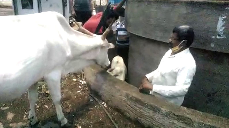 ಆಯ ತಪ್ಪಿ ಗುಂಡಿಗೆ ಬಿದ್ದ ಆಹಾರ ಅರಸಿ ಹೋದ ಕರು; ತಾಯಿ ಹಸುವಿನ ರೋಧನೆ ಕಂಡು ಮಾನವೀಯತೆ ಮೆರೆದ ಚಿತ್ರದುರ್ಗ ಜನ