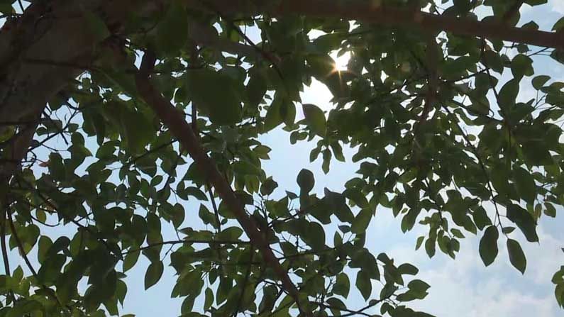 tree bagalkot