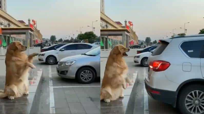 viral video: ಕಾರು ಪಾರ್ಕ್ ಮಾಡಲು ಸಹಾಯ ಮಾಡುತ್ತಿರುವ ನಾಯಿಯ ಚತುರತೆಗೆ ನೆಟ್ಟಿಗರ ಪ್ರಶಂಸೆ viral video: ಕಾರು ಪಾರ್ಕ್ ಮಾಡಲು ಸಹಾಯ ಮಾಡುತ್ತಿರುವ ನಾಯಿಯ ಚತುರತೆಗೆ ನೆಟ್ಟಿಗರ ಪ್ರಶಂಸೆ