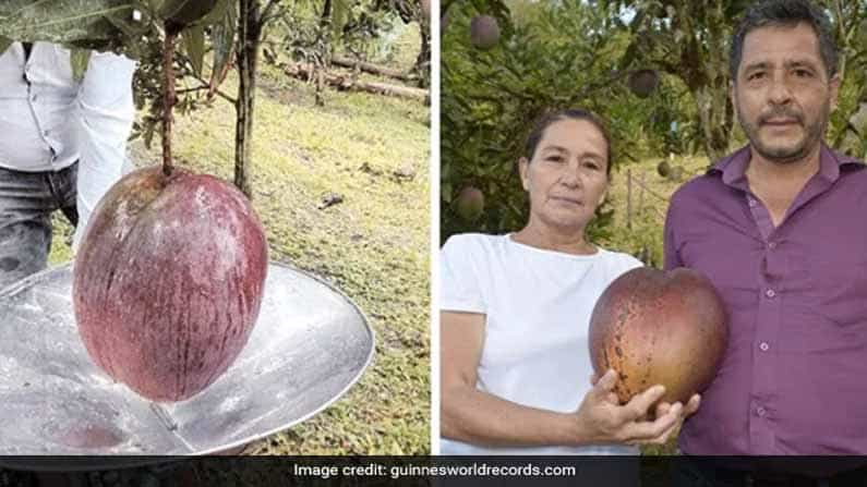 ಗಿನ್ನಿಸ್ ರೆಕಾರ್ಡ್ ಸೇರಿತು ಮಾವಿನಹಣ್ಣು: ಈ ಹಣ್ಣಿನ ತೂಕ ಬರೋಬ್ಬರಿ 4.25 ಕೆಜಿ ಗಿನ್ನಿಸ್ ರೆಕಾರ್ಡ್ ಸೇರಿತು ಮಾವಿನಹಣ್ಣು: ಈ ಹಣ್ಣಿನ ತೂಕ ಬರೋಬ್ಬರಿ 4.25 ಕೆಜಿ