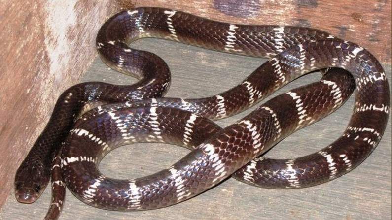 Man Chews Snake: ಕೊರೊನಾಗೆ ಔಷಧ ಎಂದು ಸತ್ತ ಹಾವನ್ನೇ ಜಗಿದ ಭೂಪ!