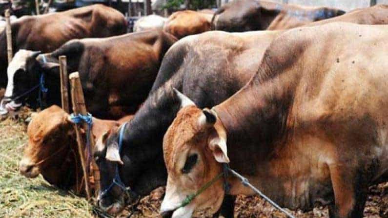 ದೇಹಕ್ಕೆ ಸೆಗಣಿ ಮೆತ್ತಿದರೆ ರೋಗ ಪ್ರತಿರೋಧ ಶಕ್ತಿ ಹೆಚ್ಚುತ್ತದೆ ಎಂಬುದಕ್ಕೆ ವೈಜ್ಞಾನಿಕ ಸಾಕ್ಷ್ಯಗಳಿಲ್ಲ: ತಜ್ಞರು ದೇಹಕ್ಕೆ ಸೆಗಣಿ ಮೆತ್ತಿದರೆ ರೋಗ ಪ್ರತಿರೋಧ ಶಕ್ತಿ ಹೆಚ್ಚುತ್ತದೆ ಎಂಬುದಕ್ಕೆ ವೈಜ್ಞಾನಿಕ ಸಾಕ್ಷ್ಯಗಳಿಲ್ಲ: ತಜ್ಞರು