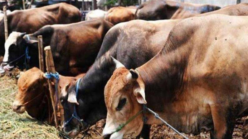 ದೇಹಕ್ಕೆ ಸೆಗಣಿ ಮೆತ್ತಿದರೆ ರೋಗ ಪ್ರತಿರೋಧ ಶಕ್ತಿ ಹೆಚ್ಚುತ್ತದೆ ಎಂಬುದಕ್ಕೆ ವೈಜ್ಞಾನಿಕ ಸಾಕ್ಷ್ಯಗಳಿಲ್ಲ: ತಜ್ಞರು ದೇಹಕ್ಕೆ ಸೆಗಣಿ ಮೆತ್ತಿದರೆ ರೋಗ ಪ್ರತಿರೋಧ ಶಕ್ತಿ ಹೆಚ್ಚುತ್ತದೆ ಎಂಬುದಕ್ಕೆ ವೈಜ್ಞಾನಿಕ ಸಾಕ್ಷ್ಯಗಳಿಲ್ಲ: ತಜ್ಞರು
