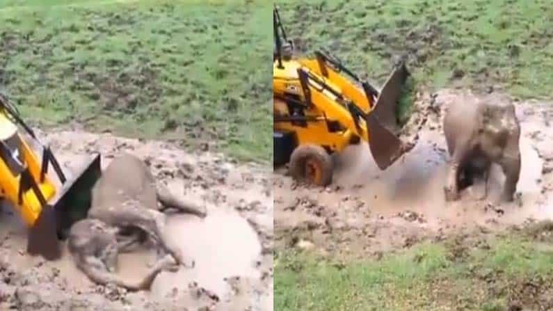 Viral Video: ಮಣ್ಣಿನ ರಾಡಿಯಲ್ಲಿ ಬಿದ್ದು-ಎದ್ದೇಳಲು ಹೆಣಗಾಡುತ್ತಿದ್ದ ಆನೆ ದೃಶ್ಯ ಸೆರೆ; ವೈರಲ್ ಆಯ್ತು ವಿಡಿಯೋ