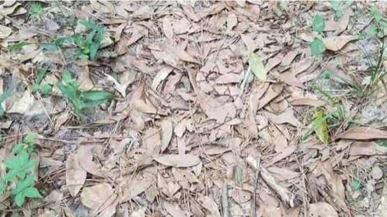 Viral Photo: ಈ ಫೋಟೋದಲ್ಲಿ ಹಾವನ್ನು ಹುಡುಕಿ! ಕಾಣಿಸುತ್ತಿಲ್ಲವೆಂದಾದರೆ ಈ ಅಚ್ಚರಿಯ ಸ್ಟೋರಿ ಓದಿ Viral Photo: ಈ ಫೋಟೋದಲ್ಲಿ ಹಾವನ್ನು ಹುಡುಕಿ! ಕಾಣಿಸುತ್ತಿಲ್ಲವೆಂದಾದರೆ ಈ ಅಚ್ಚರಿಯ ಸ್ಟೋರಿ ಓದಿ