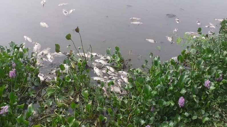 thousands of dead fish float Muthanallur lake in South Bangalore localites blame industrial pollution