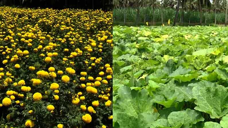 ಲಾಕ್ಡೌನ್ ಎಫೆಕ್ಟ್: ಬೆಳೆದ ಬೆಳೆಗೆ ಬೆಲೆ ಇಲ್ಲ; ಕಟಾವು ಮಾಡದೆ ಬೆಳೆಯನ್ನು ಜಮೀನಿನಲ್ಲೇ ಬಿಟ್ಟ ಮಂಡ್ಯದ ರೈತ