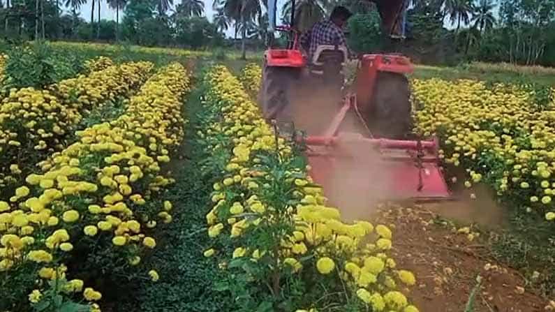 ಲಾಕ್ಡೌನ್ ಎಫೆಕ್ಟ್: ಬೆಲೆ ಸಿಗದೆ ಹೂವಿನ ತೋಟವನ್ನು ನಾಶ ಮಾಡಿದ ಕೋಲಾರ ರೈತ