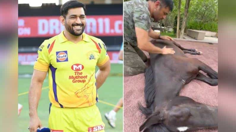 ವಿಡಿಯೋ: ಹೆಂಡತಿ ಎದುರಿಗೇ ತನ್ನ ಕುದುರೆಯ ಮುದ್ದು ಮಾಡಿದ ಕೂಲ್ ಕ್ಯಾಪ್ಟನ್ ಎಂ ಎಸ್ ಧೋನಿ! ವಿಡಿಯೋ: ಹೆಂಡತಿ ಎದುರಿಗೇ ತನ್ನ ಕುದುರೆಯ ಮುದ್ದು ಮಾಡಿದ ಕೂಲ್ ಕ್ಯಾಪ್ಟನ್ ಎಂ ಎಸ್ ಧೋನಿ!