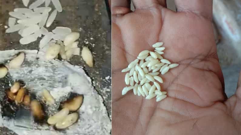 ಆಹಾರ ಸಚಿವರ ತವರಿನ ಪಡಿತರ ಅಕ್ಕಿಯಲ್ಲಿ ಪ್ಲಾಸ್ಟಿಕ್ ಅಂಶ ಆರೋಪ; ಬಡವರ ಹೊಟ್ಟೆಗೆ ಏನು ಗತಿ ಎಂದು ಜನರ ಆಕ್ರೋಶ