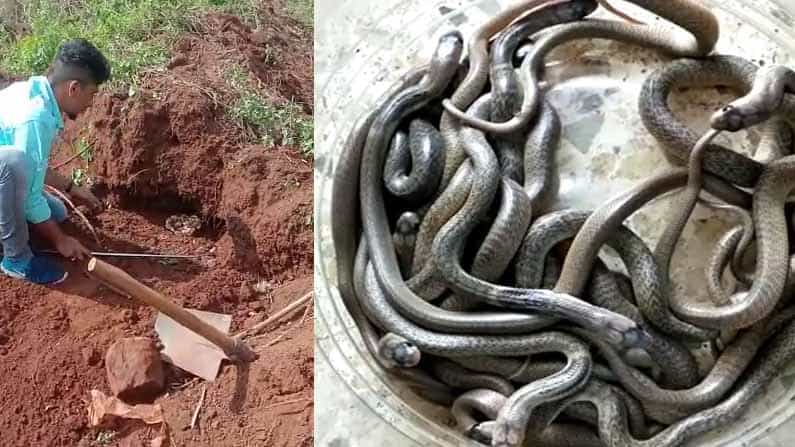 ಚಿತ್ರದುರ್ಗದ ಜಮೀನಿನಲ್ಲಿ ಉರಗ ಪ್ರತ್ಯಕ್ಷ; ನಾಗರಹಾವಿನ 25 ಮೊಟ್ಟೆ ಮತ್ತು 21 ಮರಿಯ ಸಂರಕ್ಷಣೆ ಚಿತ್ರದುರ್ಗದ ಜಮೀನಿನಲ್ಲಿ ಉರಗ ಪ್ರತ್ಯಕ್ಷ; ನಾಗರಹಾವಿನ 25 ಮೊಟ್ಟೆ ಮತ್ತು 21 ಮರಿಯ ಸಂರಕ್ಷಣೆ