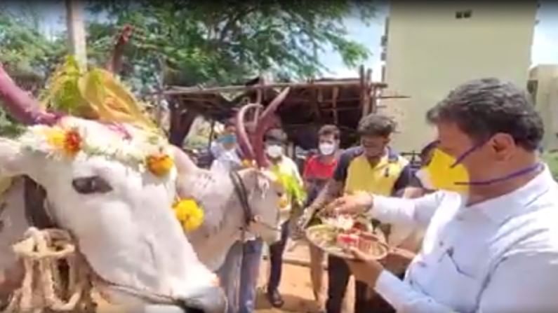 Viral Video: ಬಸವ ಜಯಂತಿ ದಿನ ಎತ್ತುಗಳಿಗೆ ಪೂಜೆ ಮಾಡಿದ ಶಾಸಕ ರೇಣುಕಾಚಾರ್ಯ