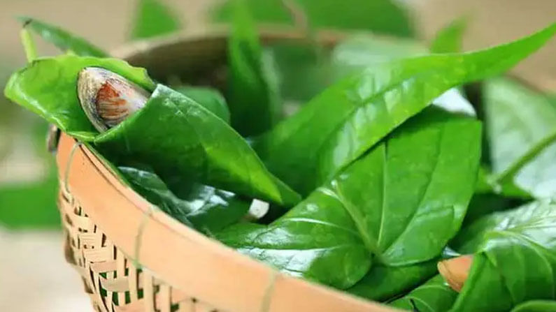 Betel Leaves Benefits: ವೀಳ್ಯದೆಲೆ ತಿನ್ನುವುದು ಅಜ್ಜ ಅಜ್ಜಿ ಮಾತ್ರ ಅಲ್ಲ; ಹಲ್ಲು ಕೆಂಪಾಗದಂತೆ ನೀವೂ ತಿಂದು ಆರೋಗ್ಯ ವೃದ್ಧಿಸಿಕೊಳ್ಳಿ