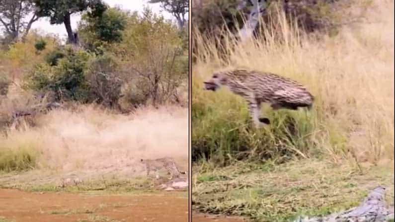 Viral Video: ಚಿರತೆಯನ್ನು ಮೂರ್ಖನನ್ನಾಗಿ ಮಾಡಿದ ಮೊಸಳೆ.. ಆಮೇಲ್ ಏನಾಯ್ತು?