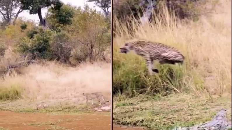 Viral Video: ಚಿರತೆಯನ್ನು ಮೂರ್ಖನನ್ನಾಗಿ ಮಾಡಿದ ಮೊಸಳೆ.. ಆಮೇಲ್ ಏನಾಯ್ತು?