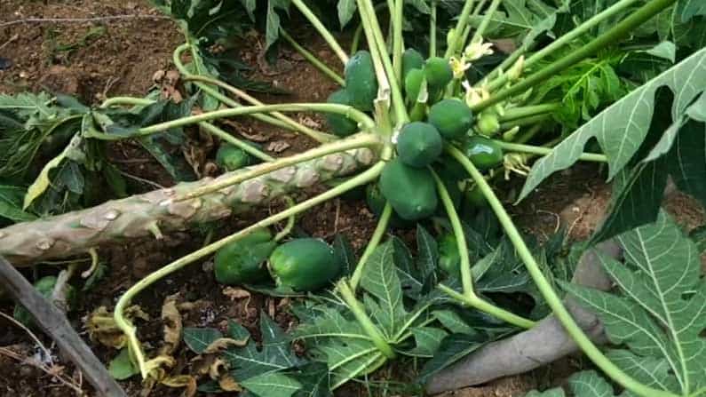ಕಾಡಾನೆಗಳ ದಾಳಿಯಿಂದ ಬನ್ನೇರುಘಟ್ಟದಲ್ಲಿ ಅಪಾರ ಪ್ರಮಾಣದ ಬೆಳೆ ನಾಶ ಕಾಡಾನೆಗಳ ದಾಳಿಯಿಂದ ಬನ್ನೇರುಘಟ್ಟದಲ್ಲಿ ಅಪಾರ ಪ್ರಮಾಣದ ಬೆಳೆ ನಾಶ