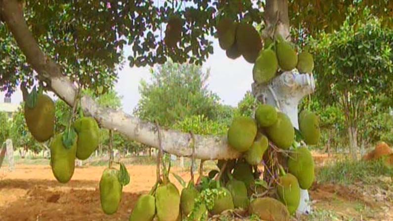 ಕೋಲಾರದಲ್ಲಿದೆ ಏಷ್ಯಾದ ಬೃಹತ್ ಹಲಸಿನ ತೋಟ; ಒಂದೇ ಕಡೆ ಸಿಗುತ್ತೆ ಸುಮಾರು 39 ಜಾತಿಯ ಹಣ್ಣು