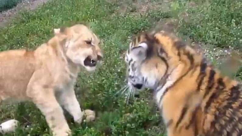 Viral Video: ಲಯನ್ Vs ಟೈಗರ್.. ಯಾರು ಗೆಲ್ಲುತ್ತಾರೆ ನೀವೇ ನೋಡಿ!