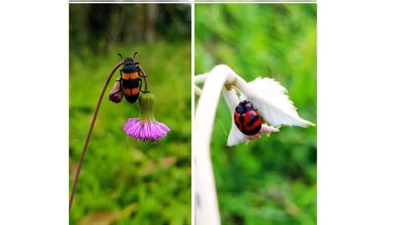 biodiversity day