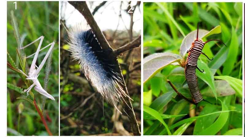 biodiversity day