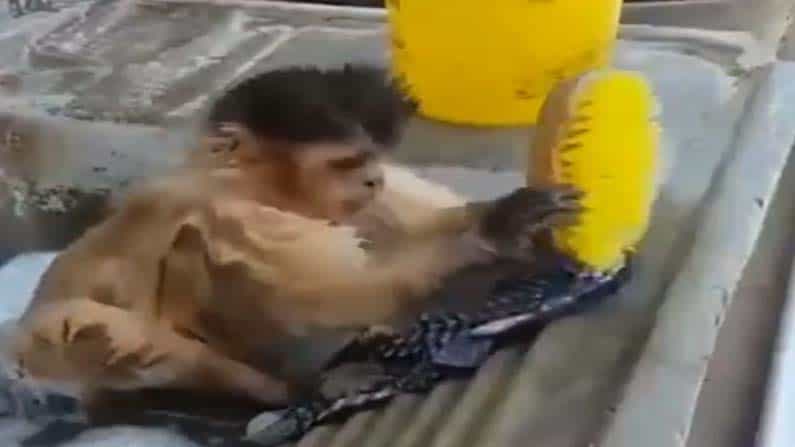Viral Video: ಕೈಯಲ್ಲಿ ಬ್ರಶ್ ಹಿಡಿದು ಬಟ್ಟೆ ತೊಳೆಯುತ್ತಿರುವ ಮಂಗನನ್ನು ನೋಡಿ! ಕೋತಿ ಚೇಷ್ಟೆಗೆ ನೆಟ್ಟಿಗರು ಫಿದಾ Viral Video: ಕೈಯಲ್ಲಿ ಬ್ರಶ್ ಹಿಡಿದು ಬಟ್ಟೆ ತೊಳೆಯುತ್ತಿರುವ ಮಂಗನನ್ನು ನೋಡಿ! ಕೋತಿ ಚೇಷ್ಟೆಗೆ ನೆಟ್ಟಿಗರು ಫಿದಾ
