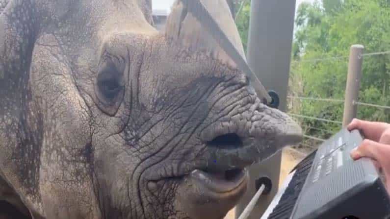 Viral Video: ಕೀಬೋರ್ಡ್ ನುಡಿಸಿದ ಖಡ್ಗಮೃಗ! ಹುಟ್ಟು ಹಬ್ಬದ ಸಂಭ್ರಮದಲ್ಲಿ ಭಾವಪೂರ್ಣ ರಾಗ Viral Video: ಕೀಬೋರ್ಡ್ ನುಡಿಸಿದ ಖಡ್ಗಮೃಗ! ಹುಟ್ಟು ಹಬ್ಬದ ಸಂಭ್ರಮದಲ್ಲಿ ಭಾವಪೂರ್ಣ ರಾಗ