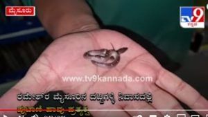 Snake rescued: ಮಂಡ್ಯ ರಮೇಶ್ ಮನೆಯಲ್ಲಿ ಕಾಣಿಸಿದ ಅಪರೂಪದ ಹಾವಿನ ಮರಿ