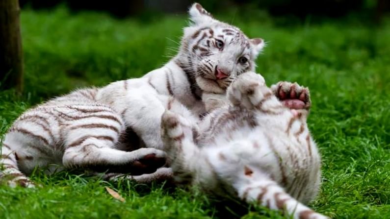 Arjuna the white tiger adopted in the name of Rahul Gandhi at Atal Bihari Vajpayee Zoological Park in Hampi at Ballari