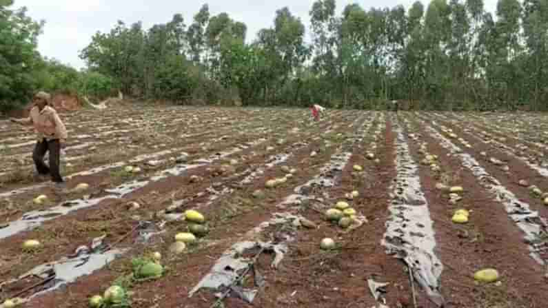 ಲಾಕ್​ಡೌನ್​ ಎಫೆಕ್ಟ್: ಮಾರಾಟವಾಗಲಿಲ್ಲ ಕಲ್ಲಂಗಡಿ ಹಣ್ಣು, ಸಾಲ ಮಾಡಿ ಬೆಳೆದ ಬೆಳೆಯನ್ನು ನಾಶ ಮಾಡಿದ ಬಡ ರೈತ