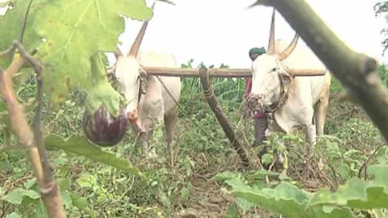 ಲಾಕ್ಡೌನ್ನಿಂದ ಬೆಳೆದ ಬೆಳೆಗೆ ಬೆಲೆ ಇಲ್ಲ; ಹೊಲದಲ್ಲಿಯೇ ಬದನೆಕಾಯಿಯನ್ನು ನಾಶ ಮಾಡಿದ ಬೆಳಗಾವಿ ರೈತ ಲಾಕ್ಡೌನ್ನಿಂದ ಬೆಳೆದ ಬೆಳೆಗೆ ಬೆಲೆ ಇಲ್ಲ; ಹೊಲದಲ್ಲಿಯೇ ಬದನೆಕಾಯಿಯನ್ನು ನಾಶ ಮಾಡಿದ ಬೆಳಗಾವಿ ರೈತ