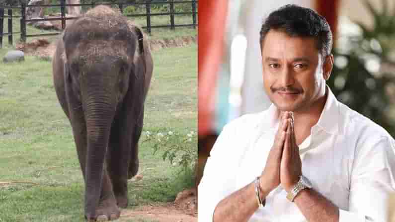 Darshan: ದರ್ಶನ್​ ಹೇಳಿದ ಒಂದೇ ಮಾತಿಗೆ 6 ದಿನದಲ್ಲಿ ಹರಿದು ಬಂತು 1 ಕೋಟಿ ರೂ.! ಯಾವ ಮೃಗಾಲಯಕ್ಕೆ ಎಷ್ಟು ಲಕ್ಷ?