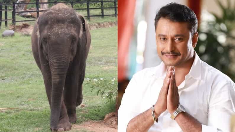 Darshan: ದರ್ಶನ್ ಹೇಳಿದ ಒಂದೇ ಮಾತಿಗೆ 6 ದಿನದಲ್ಲಿ ಹರಿದು ಬಂತು 1 ಕೋಟಿ ರೂ.! ಯಾವ ಮೃಗಾಲಯಕ್ಕೆ ಎಷ್ಟು ಲಕ್ಷ? Darshan: ದರ್ಶನ್ ಹೇಳಿದ ಒಂದೇ ಮಾತಿಗೆ 6 ದಿನದಲ್ಲಿ ಹರಿದು ಬಂತು 1 ಕೋಟಿ ರೂ.! ಯಾವ ಮೃಗಾಲಯಕ್ಕೆ ಎಷ್ಟು ಲಕ್ಷ?
