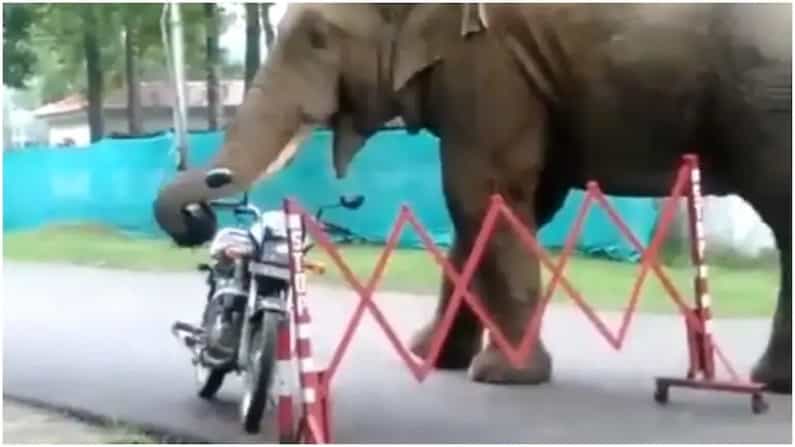 Viral Video: ಹಣ್ಣೆಂದು ಭಾವಿಸಿ ಹೆಲ್ಮೆಟ್ ನುಂಗಿದ ಕಾಡಾನೆ; ಬೈಕ್ ಸವಾರನ ಸ್ಥಿತಿ ಅಯ್ಯೋ ಪಾಪ! Viral Video: ಹಣ್ಣೆಂದು ಭಾವಿಸಿ ಹೆಲ್ಮೆಟ್ ನುಂಗಿದ ಕಾಡಾನೆ; ಬೈಕ್ ಸವಾರನ ಸ್ಥಿತಿ ಅಯ್ಯೋ ಪಾಪ!