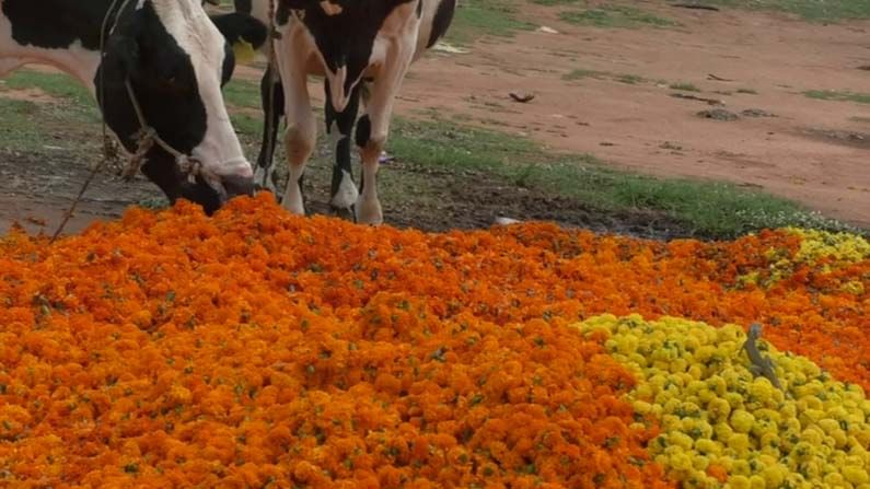 ಹೂಗಳಿಗೆ ಬೆಲೆಯಿಲ್ಲದೆ ಕಂಗಾಲಾದ ಚಿಕ್ಕಬಳ್ಳಾಪುರ ರೈತರು; ಮಾರುಕಟ್ಟೆಯಲ್ಲಿಯೇ ಹೂ ರಾಶಿ ಹಾಕಿ ಆಕ್ರೋಶ