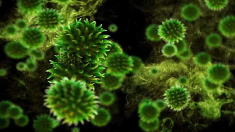 Green Fungus: ಕಪ್ಪು, ಬಿಳಿ ಮತ್ತು ಹಳದಿ ಫಂಗಸ್ಗಳ ಜೊತೆ ಈಗ ಹಸಿರು ಫಂಗಸ್ ಜೊತೆ ಸೆಣಸುವ ಸರದಿ, ಮಧ್ಯಪ್ರದೇಶದಲ್ಲಿ ಮೊದಲ ಪ್ರಕರಣ Green Fungus: ಕಪ್ಪು, ಬಿಳಿ ಮತ್ತು ಹಳದಿ ಫಂಗಸ್ಗಳ ಜೊತೆ ಈಗ ಹಸಿರು ಫಂಗಸ್ ಜೊತೆ ಸೆಣಸುವ ಸರದಿ, ಮಧ್ಯಪ್ರದೇಶದಲ್ಲಿ ಮೊದಲ ಪ್ರಕರಣ