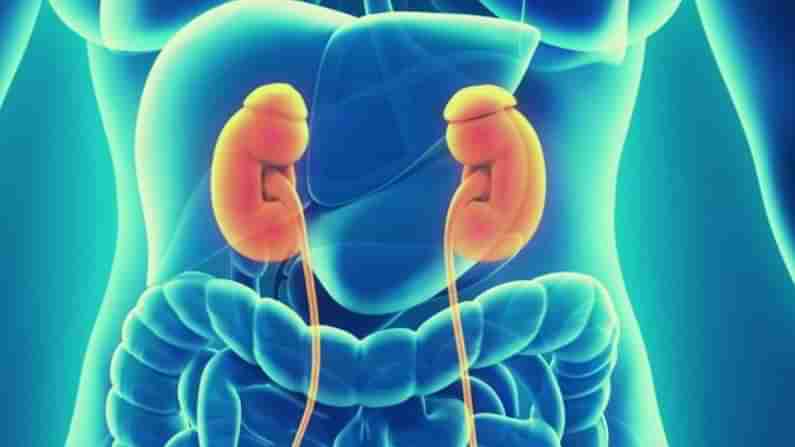 Kidney Stone: ಕಿಡ್ನಿ ಸ್ಟೋನ್ ಸಮಸ್ಯೆ ಏಕೆ ಕಂಡುಬರುತ್ತದೆ? ಅದರಿಂದ ರಕ್ಷಣೆ ಹೇಗೆ? ಇಲ್ಲಿದೆ ವಿವರ