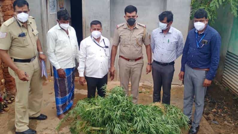 ಮೈಸೂರಿನಲ್ಲಿ ಮನೆಯ ಪಕ್ಕದ ಗಲ್ಲಿಯಲ್ಲೇ ಗಾಂಜಾ ಬೆಳೆದಿದ್ದ ವ್ಯಕ್ತಿ ಪೊಲೀಸರ ವಶಕ್ಕೆ; ಬೆಂಗಳೂರಿನಲ್ಲೂ ಓರ್ವ ಬಂಧನ ಮೈಸೂರಿನಲ್ಲಿ ಮನೆಯ ಪಕ್ಕದ ಗಲ್ಲಿಯಲ್ಲೇ ಗಾಂಜಾ ಬೆಳೆದಿದ್ದ ವ್ಯಕ್ತಿ ಪೊಲೀಸರ ವಶಕ್ಕೆ; ಬೆಂಗಳೂರಿನಲ್ಲೂ ಓರ್ವ ಬಂಧನ