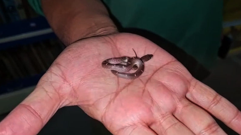 ಮನೆಗೆ ಬಂದ ಅಪರೂಪದ ಹಾವಿನ ಮರಿ; ನಟ ಮಂಡ್ಯ ರಮೇಶ್ಗೆ ಶಾಕ್ ಮನೆಗೆ ಬಂದ ಅಪರೂಪದ ಹಾವಿನ ಮರಿ; ನಟ ಮಂಡ್ಯ ರಮೇಶ್ಗೆ ಶಾಕ್