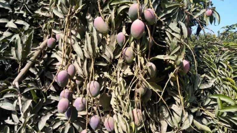 ಇವು ಮಧುಮೇಹಿಗಳ ಮಾವಿನಹಣ್ಣುಗಳು..; ಮೂರು ವಿಧದ ಸಕ್ಕರೆ ರಹಿತ ಮಾವು ಪರಿಚಯಿಸಿದ ಪಾಕಿಸ್ತಾನ ಕೃಷಿ ತಜ್ಞ ಇವು ಮಧುಮೇಹಿಗಳ ಮಾವಿನಹಣ್ಣುಗಳು..; ಮೂರು ವಿಧದ ಸಕ್ಕರೆ ರಹಿತ ಮಾವು ಪರಿಚಯಿಸಿದ ಪಾಕಿಸ್ತಾನ ಕೃಷಿ ತಜ್ಞ