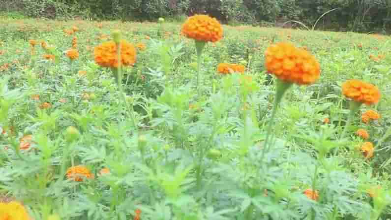 ಹಡಿಲು ಭೂಮಿಯಲ್ಲಿ ಚೆಂಡು ಹೂ ಬೆಳೆದು ಭರಪೂರ ಫಸಲು ಪಡೆದ ಕಾರ್ಕಳದ ರೈತ; ಲಾಕ್​ಡೌನ್​ನಿಂದ ಕಂಗಾಲು