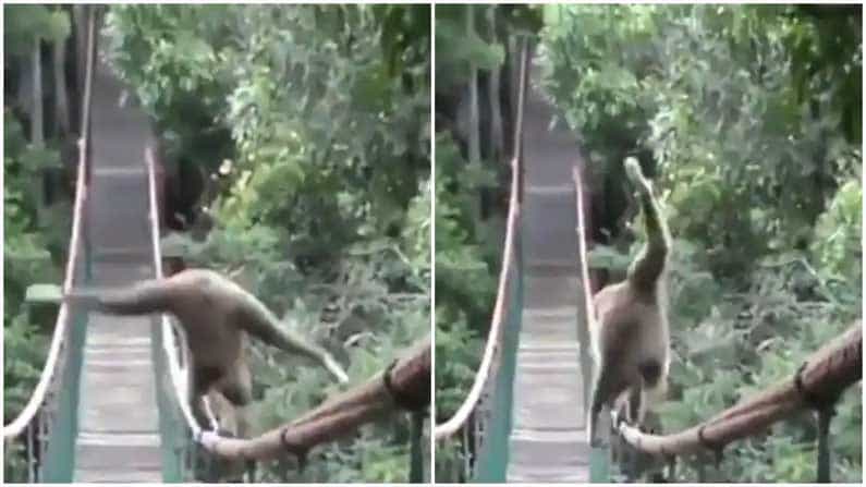 Viral Video: ಅಲುಗಾಡುತ್ತಿರುವ ಸೇತುವೆಯ ಮೇಲೆ ಕೋತಿಯ ಫ್ಯಾಶನ್ ಶೋ! ಗಮ್ಮತ್ತಾಗಿದೆ ವಿಡಿಯೋ ನೀವೂ ನೋಡಿ Viral Video: ಅಲುಗಾಡುತ್ತಿರುವ ಸೇತುವೆಯ ಮೇಲೆ ಕೋತಿಯ ಫ್ಯಾಶನ್ ಶೋ! ಗಮ್ಮತ್ತಾಗಿದೆ ವಿಡಿಯೋ ನೀವೂ ನೋಡಿ