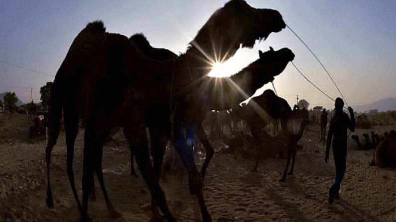 ರಾಜಸ್ಥಾನ: ದಾರಿ ಮಧ್ಯೆ ಕುಡಿಯಲು ನೀರಿಲ್ಲದೆ ಉರಿ ಬಿಸಿಲಲ್ಲಿ ಕುಸಿದು ಬಿದ್ದು 5 ವರ್ಷದ ಬಾಲಕಿ ಸಾವು ರಾಜಸ್ಥಾನ: ದಾರಿ ಮಧ್ಯೆ ಕುಡಿಯಲು ನೀರಿಲ್ಲದೆ ಉರಿ ಬಿಸಿಲಲ್ಲಿ ಕುಸಿದು ಬಿದ್ದು 5 ವರ್ಷದ ಬಾಲಕಿ ಸಾವು