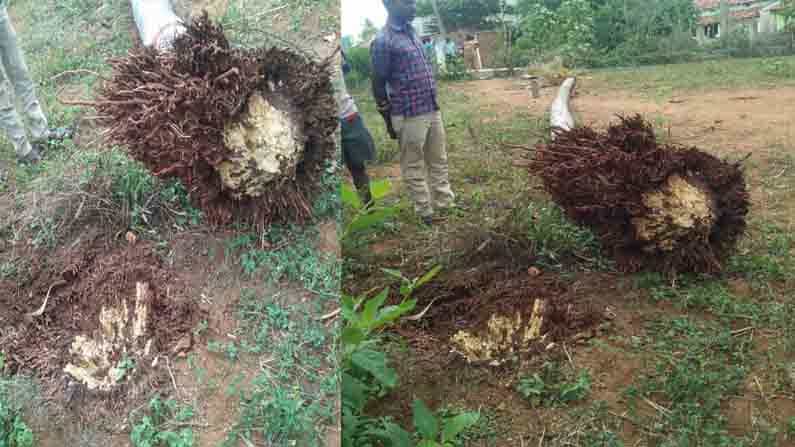 ತೆಂಗಿನ ಮರ ಬಿದ್ದು 6 ವರ್ಷದ ಬಾಲಕ ಸಾವು, ಬಾಲಕಿ ಆಸ್ಪತ್ರೆಗೆ ದಾಖಲು ತೆಂಗಿನ ಮರ ಬಿದ್ದು 6 ವರ್ಷದ ಬಾಲಕ ಸಾವು, ಬಾಲಕಿ ಆಸ್ಪತ್ರೆಗೆ ದಾಖಲು
