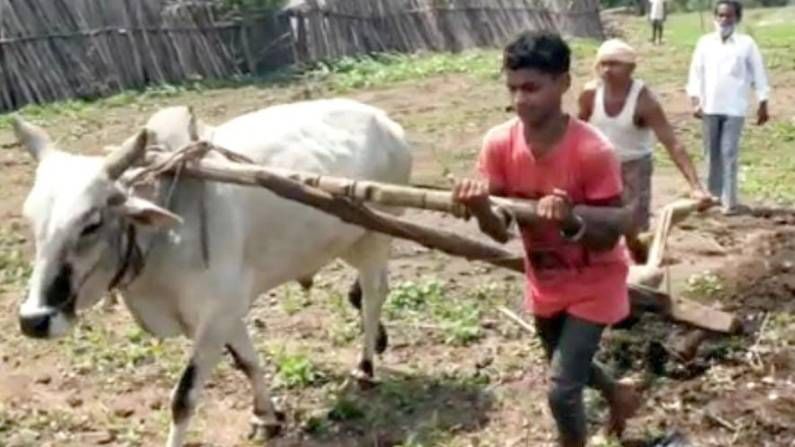 ಹೊಲ ಉಳಲು 2 ಎತ್ತುಗಳಿಲ್ಲದೆ, ಮಗನನ್ನೇ ನೇಗಿಲಿನ ಮತ್ತೊಂದು ಬದಿಗೆ ನಿಲ್ಲಿಸುತ್ತಿದ್ದ ಬಡ ರೈತನಿಗೆ ಸಹಾಯ ಮಾಡಿದ ಬಿಜೆಪಿ ಎಂಪಿ ಹೊಲ ಉಳಲು 2 ಎತ್ತುಗಳಿಲ್ಲದೆ, ಮಗನನ್ನೇ ನೇಗಿಲಿನ ಮತ್ತೊಂದು ಬದಿಗೆ ನಿಲ್ಲಿಸುತ್ತಿದ್ದ ಬಡ ರೈತನಿಗೆ ಸಹಾಯ ಮಾಡಿದ ಬಿಜೆಪಿ ಎಂಪಿ