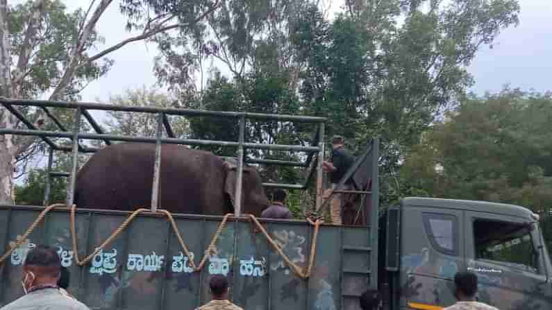 ಕುಶ ಆನೆ ಇನ್ನು ಸ್ವತಂತ್ರ; ರೇಡಿಯೋ ಕಾಲರ್ ಅಳವಡಿಸಿ ಅರಣ್ಯಕ್ಕೆ ಬಿಟ್ಟ ಇಲಾಖೆ