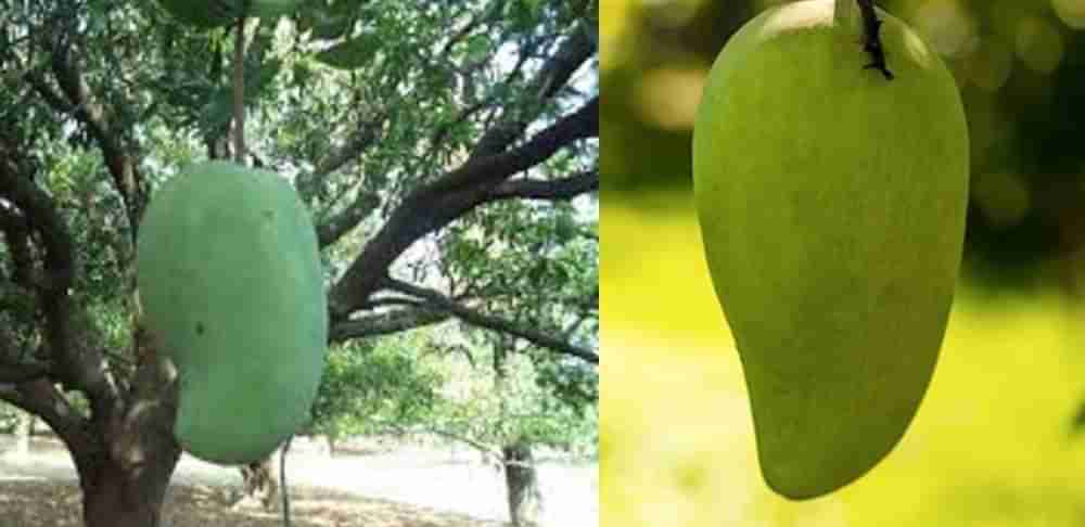 Noor Jahan Mango: ಒಂದು ಮಾವಿನ ಹಣ್ಣಿಗೆ 500ರಿಂದ ಸಾವಿರ ರೂಪಾಯಿ! ಅಬ್ಬಬ್ಬಾ, ಎಲ್ಲಿ ಸಿಗುತ್ತದೆ ಈ ಮಾವು?