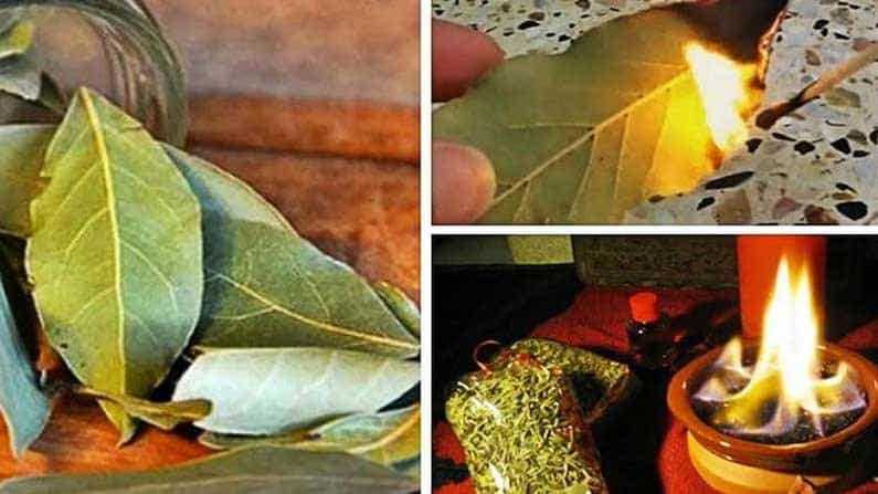 Bay Leaves: ದಾಲ್ಚಿನ್ನಿ ಎಲೆಯನ್ನು ಪುಲಾವಿಗೆ ಹಾಕುವುದು ಮಾತ್ರವಲ್ಲ, ಆರೋಗ್ಯಕರ ಗುಣದ ಬಗ್ಗೆ ತಿಳಿದು ಪ್ರತಿನಿತ್ಯ ಸೇವಿಸಿ Bay Leaves: ದಾಲ್ಚಿನ್ನಿ ಎಲೆಯನ್ನು ಪುಲಾವಿಗೆ ಹಾಕುವುದು ಮಾತ್ರವಲ್ಲ, ಆರೋಗ್ಯಕರ ಗುಣದ ಬಗ್ಗೆ ತಿಳಿದು ಪ್ರತಿನಿತ್ಯ ಸೇವಿಸಿ