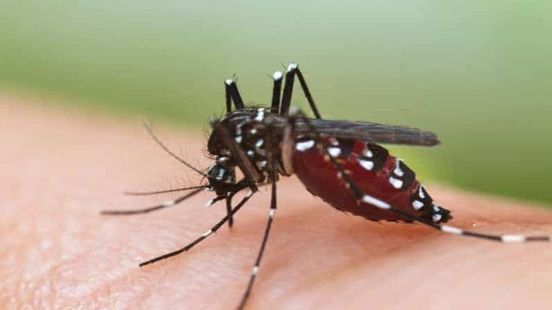 ಡೆಂಗ್ಯೂ, ಮಲೇರಿಯಾ ಮತ್ತು ಕೊರೊನಾ ವೈರಸ್ ಸೋಂಕನ್ನು ತಪ್ಪಿಸುವುದು ಹೇಗೆ? ಡೆಂಗ್ಯೂ, ಮಲೇರಿಯಾ ಮತ್ತು ಕೊರೊನಾ ವೈರಸ್ ಸೋಂಕನ್ನು ತಪ್ಪಿಸುವುದು ಹೇಗೆ?